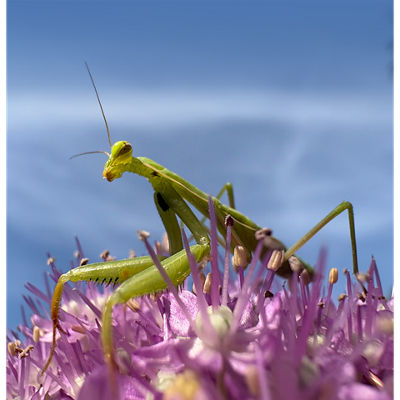 product specific image